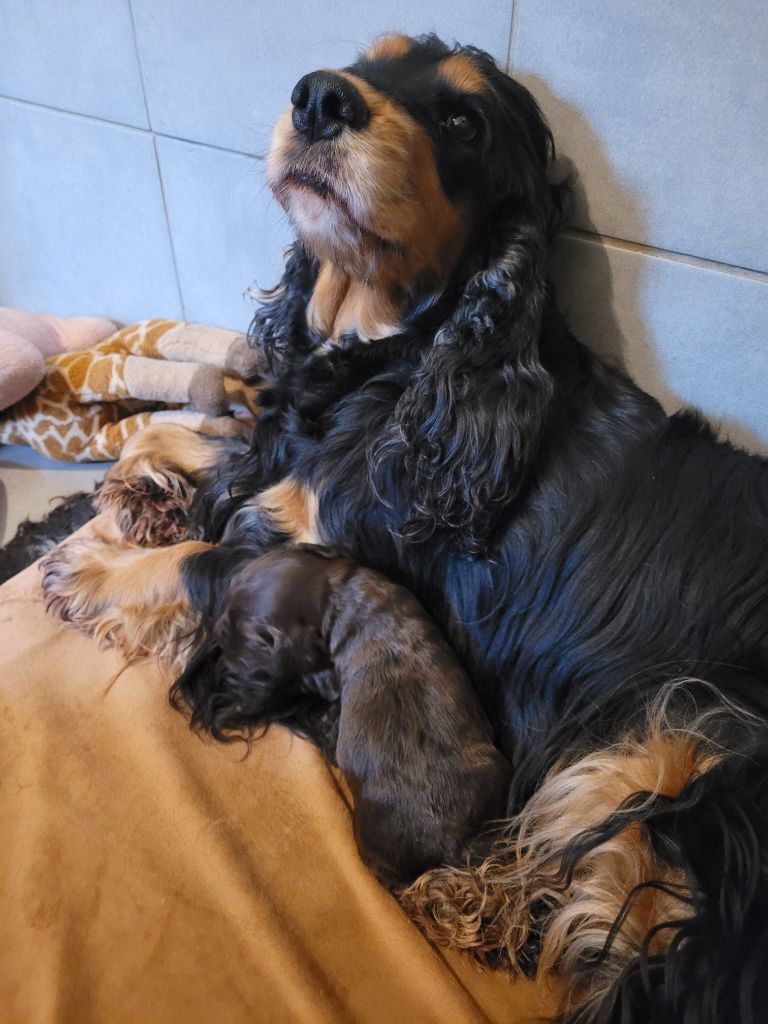 chiot Cocker Spaniel Anglais De L'Etoile Fortifiée