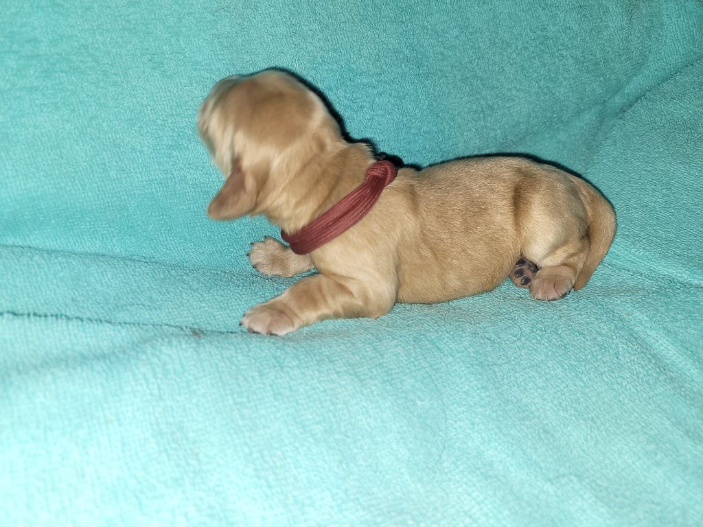 De L'Etoile Fortifiée - Chiot disponible  - Cocker Spaniel Anglais