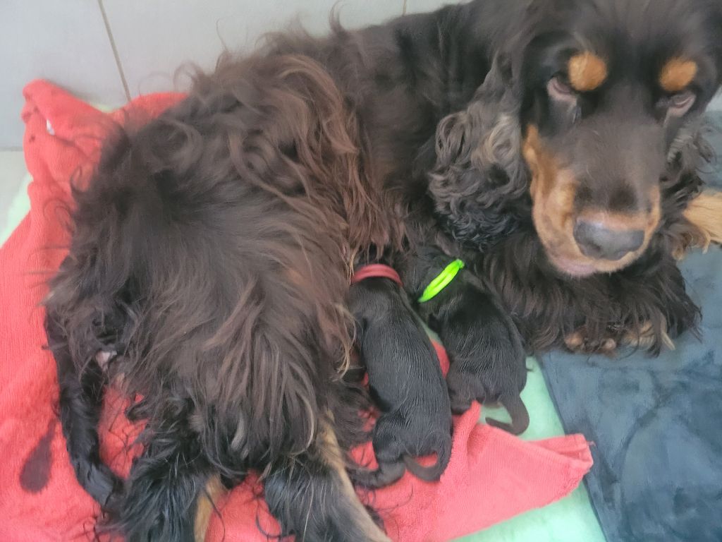 chiot Cocker Spaniel Anglais De L'Etoile Fortifiée