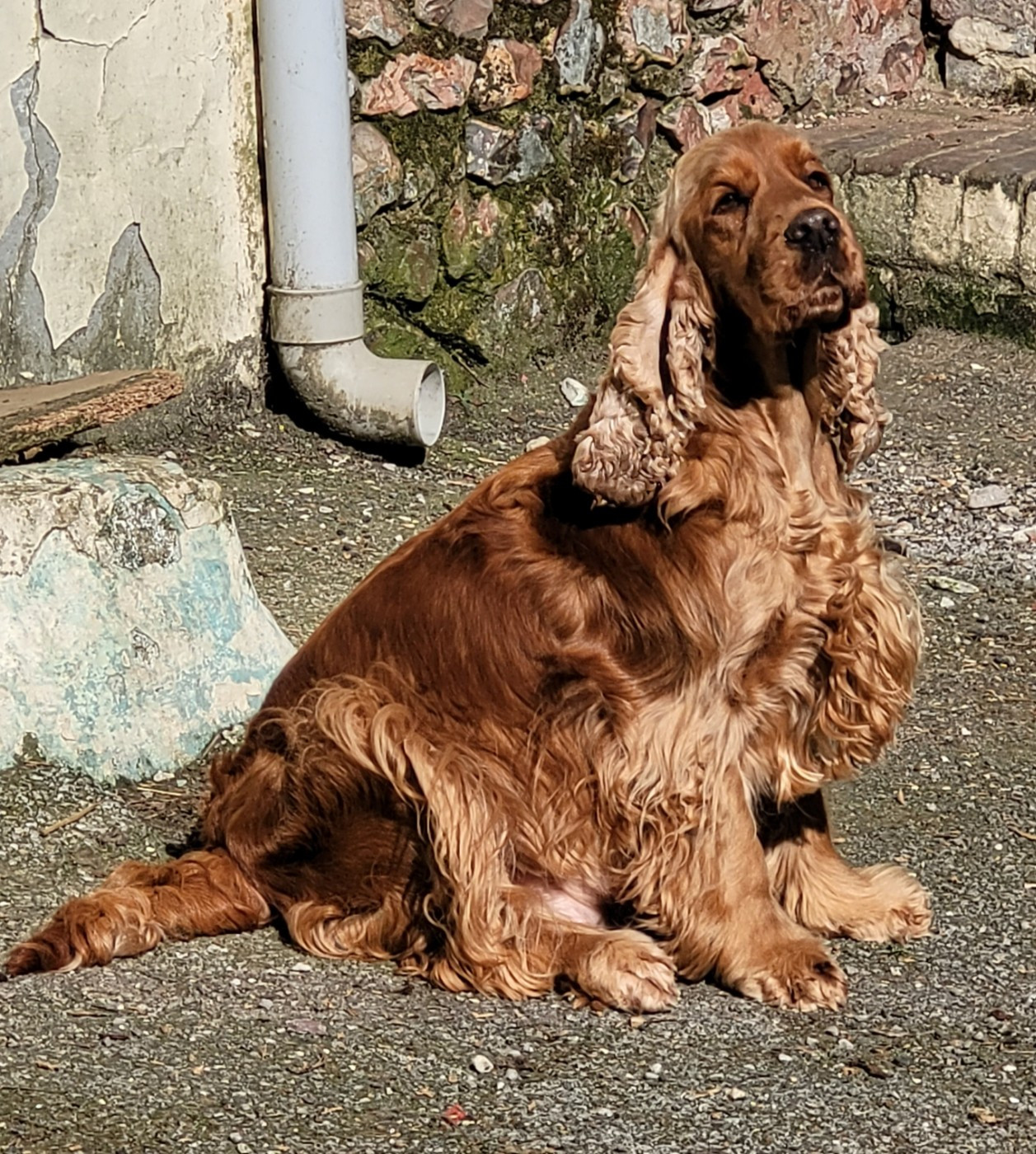 Shiva Du Domaine D'Anteros