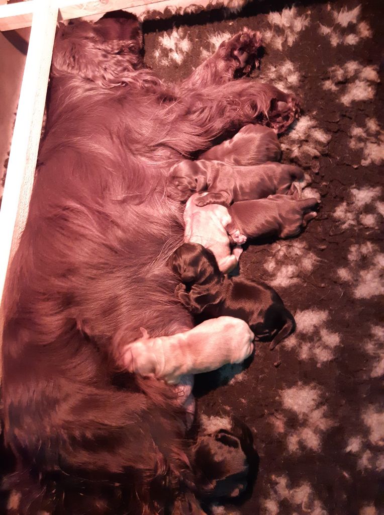 De L'Etoile Fortifiée - Cocker Spaniel Anglais - Portée née le 27/11/2021