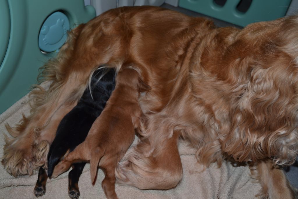 De L'Etoile Fortifiée - Cocker Spaniel Anglais - Portée née le 27/01/2020