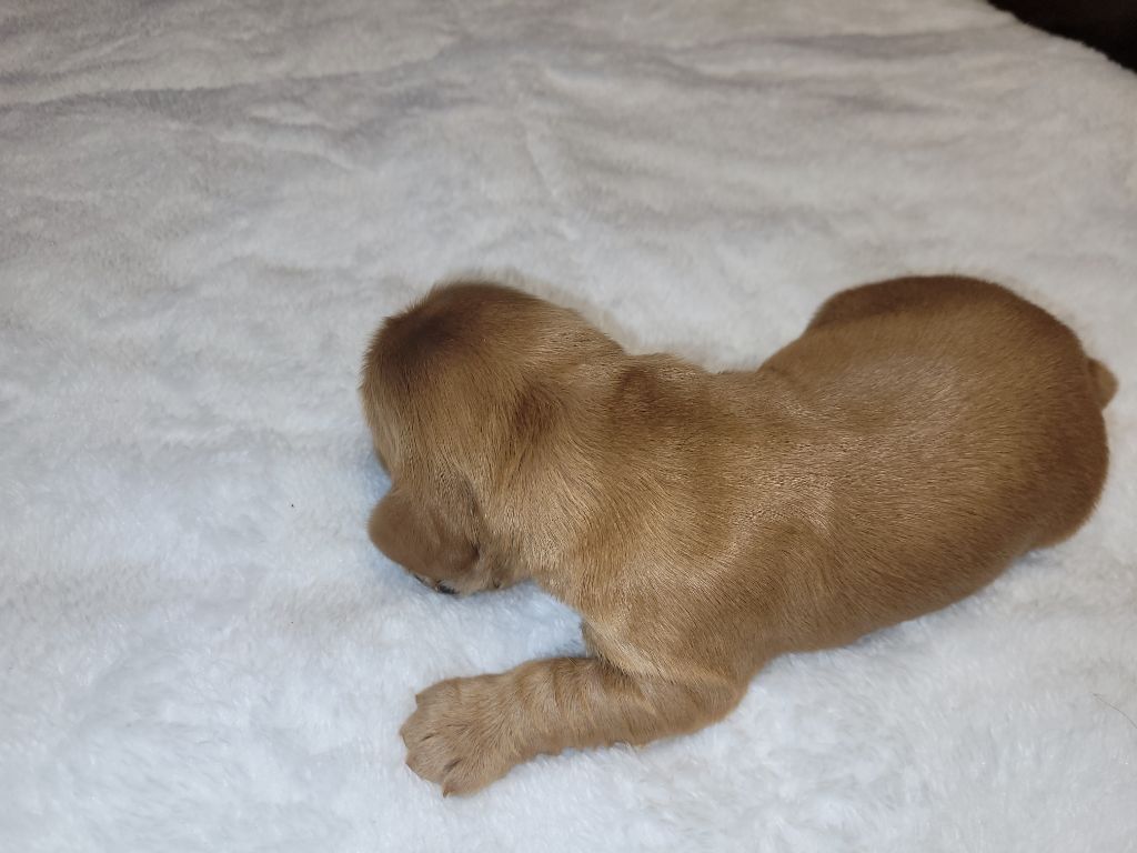 De L'Etoile Fortifiée - Chiots disponibles - Cocker Spaniel Anglais