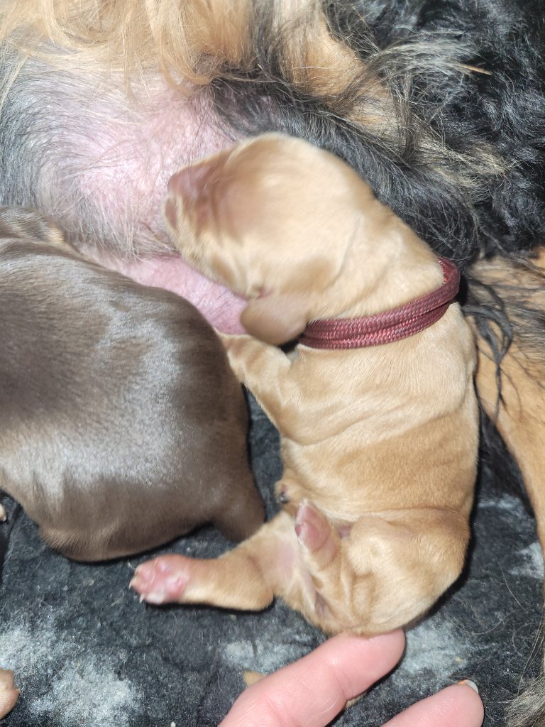 De L'Etoile Fortifiée - Chiots disponibles - Cocker Spaniel Anglais