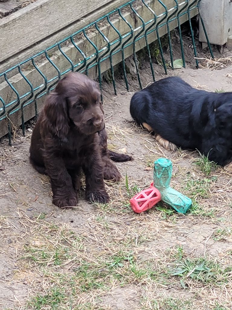 De L'Etoile Fortifiée - Cocker Spaniel Anglais - Portée née le 15/05/2023