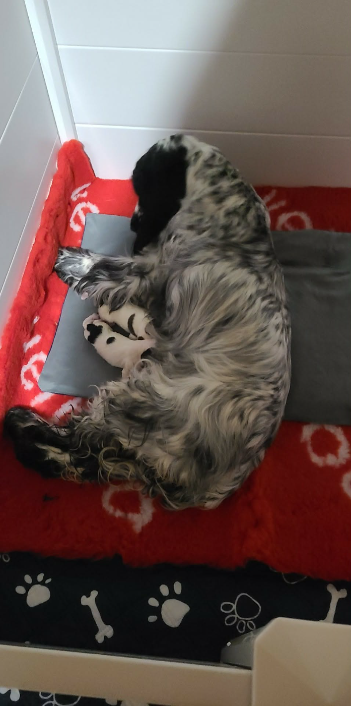 De L'Etoile Fortifiée - Cocker Spaniel Anglais - Portée née le 20/12/2025