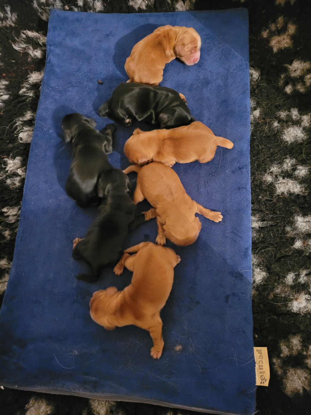 De L'Etoile Fortifiée - Chiots disponibles - Cocker Spaniel Anglais