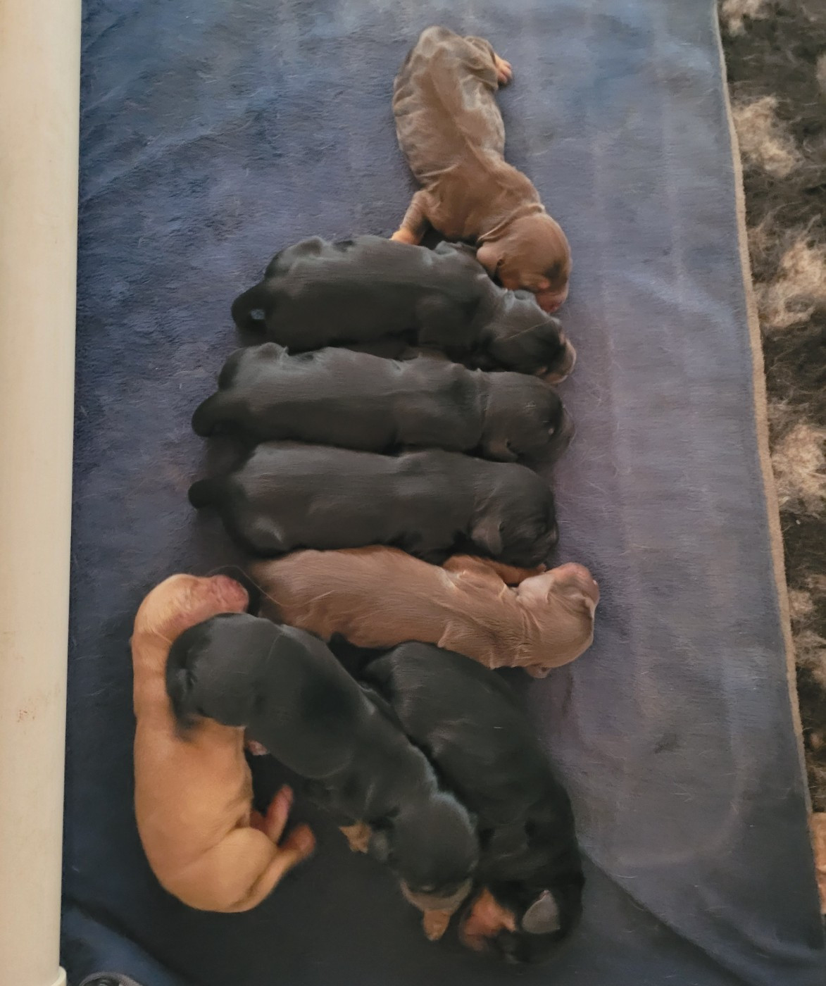 De L'Etoile Fortifiée - Chiots disponibles - Cocker Spaniel Anglais