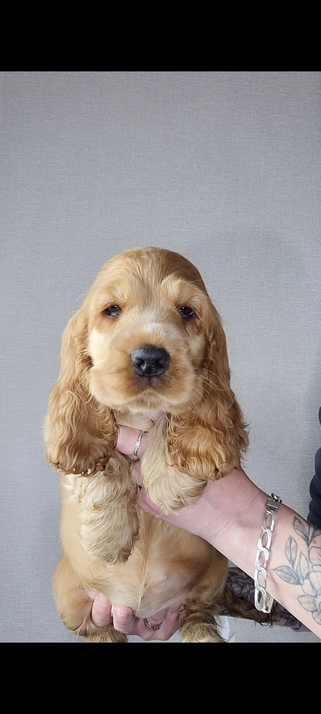 De L'Etoile Fortifiée - Cocker Spaniel Anglais - Portée née le 09/04/2026