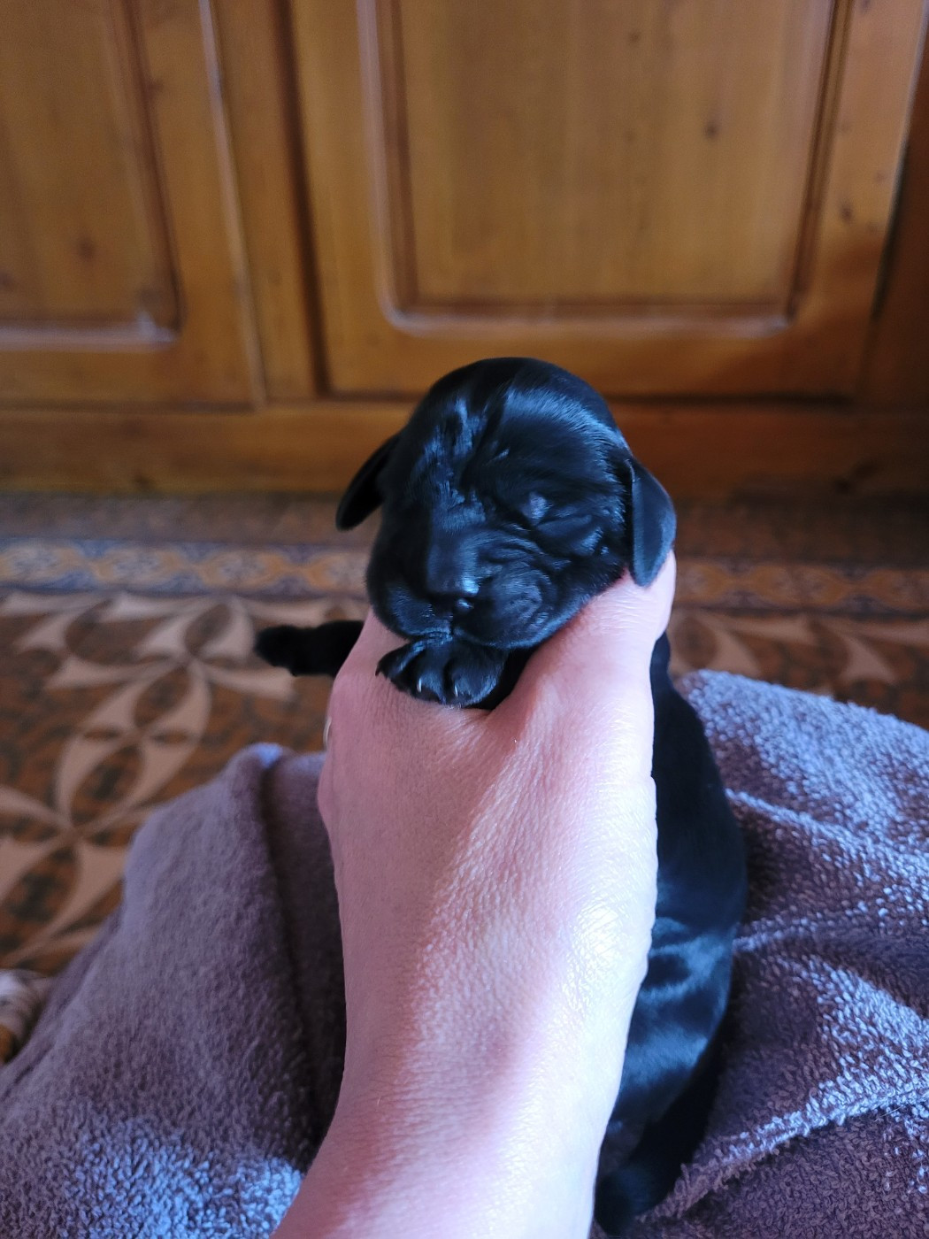 De L'Etoile Fortifiée - Chiots disponibles - Cocker Spaniel Anglais
