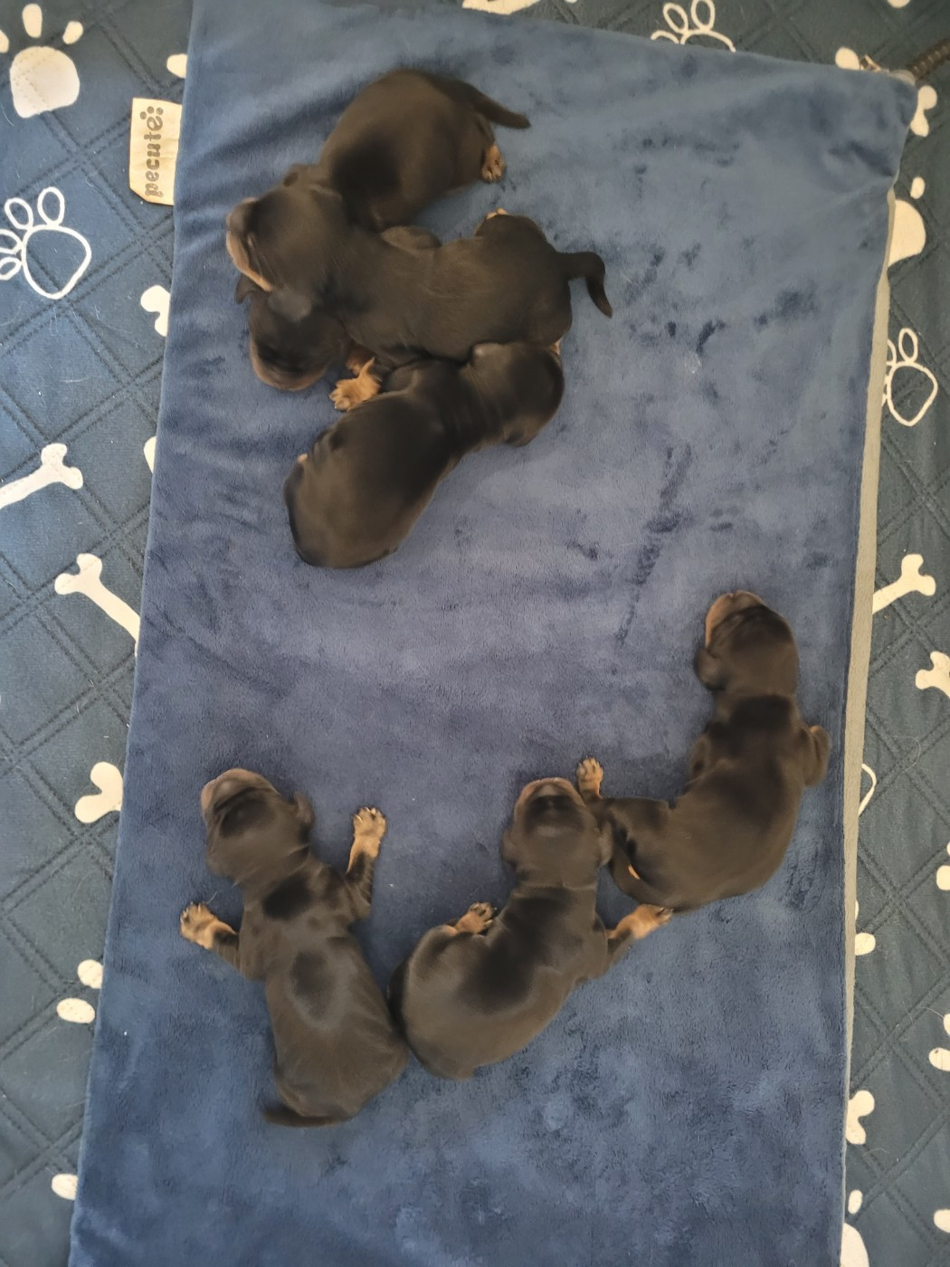 De L'Etoile Fortifiée - Chiots disponibles - Cocker Spaniel Anglais