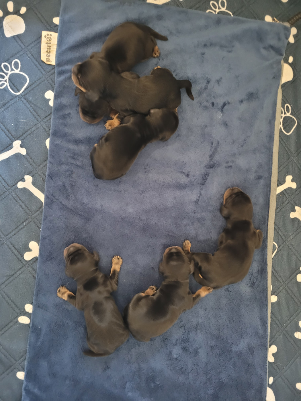 De L'Etoile Fortifiée - Chiots disponibles - Cocker Spaniel Anglais