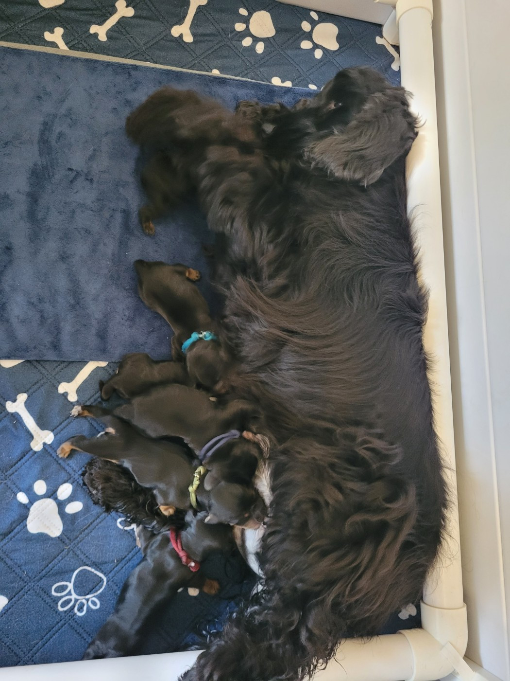 Chiot Cocker Spaniel Anglais De L'Etoile Fortifiée