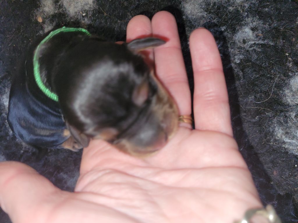 De L'Etoile Fortifiée - Chiots disponibles - Cocker Spaniel Anglais