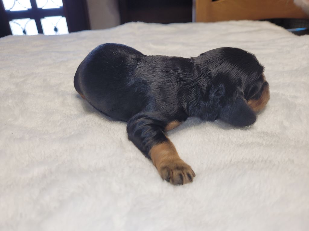 De L'Etoile Fortifiée - Chiots disponibles - Cocker Spaniel Anglais