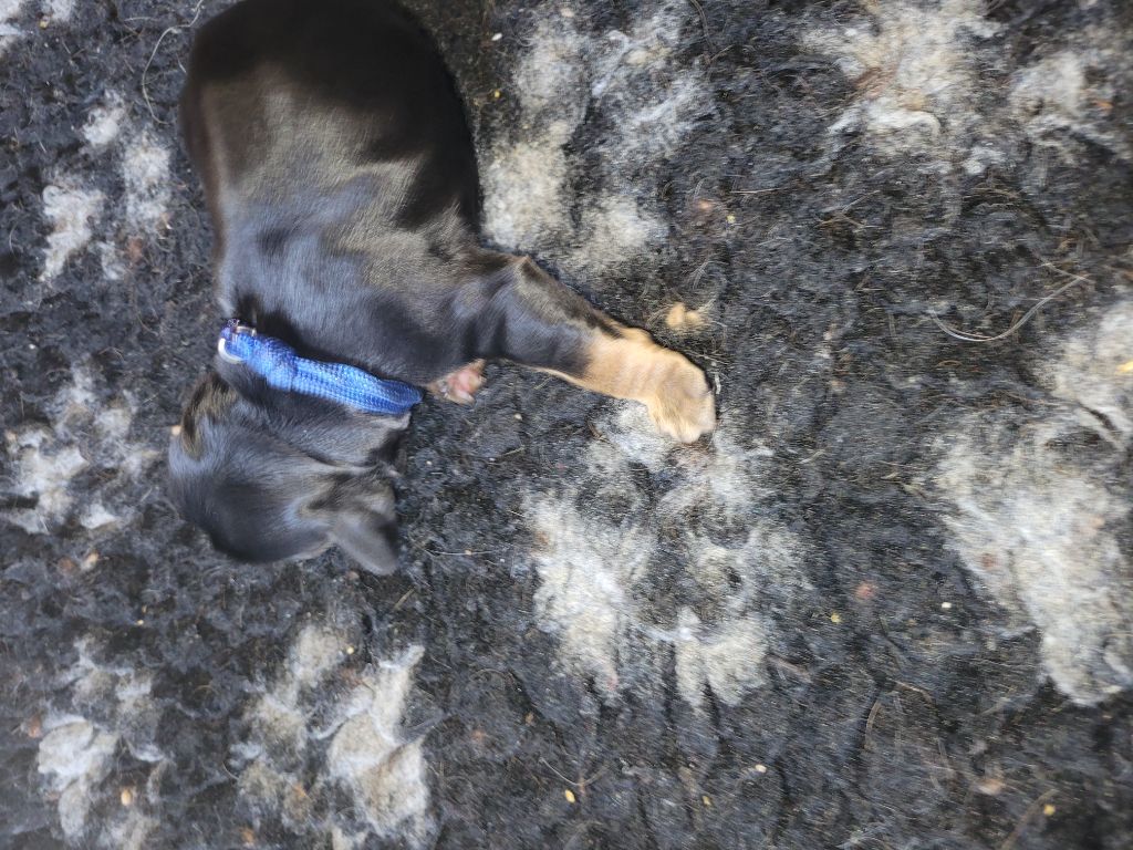 De L'Etoile Fortifiée - Chiots disponibles - Cocker Spaniel Anglais