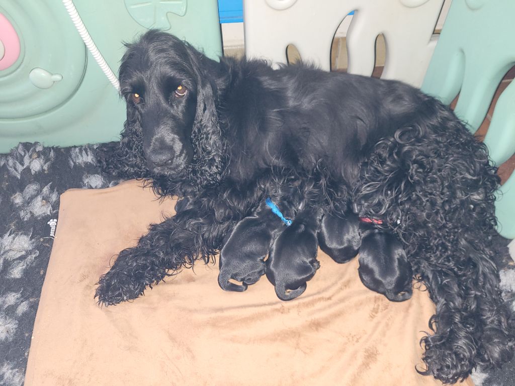 Chiot Cocker Spaniel Anglais De L'Etoile Fortifiée