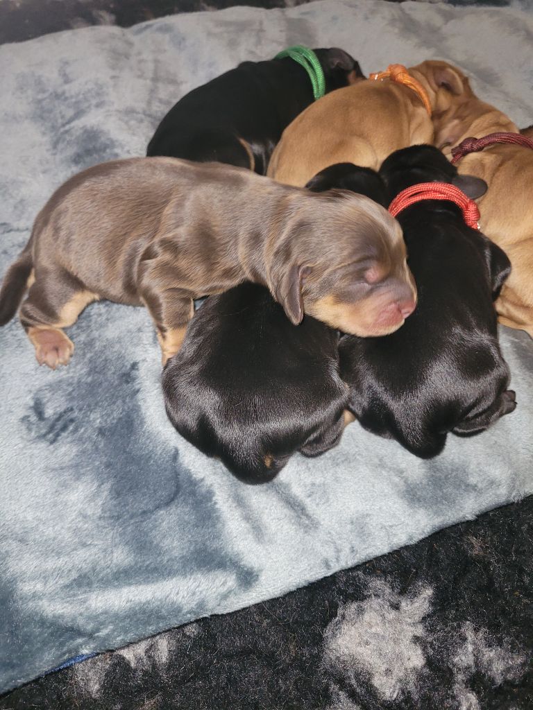 De L'Etoile Fortifiée - Chiots disponibles - Cocker Spaniel Anglais