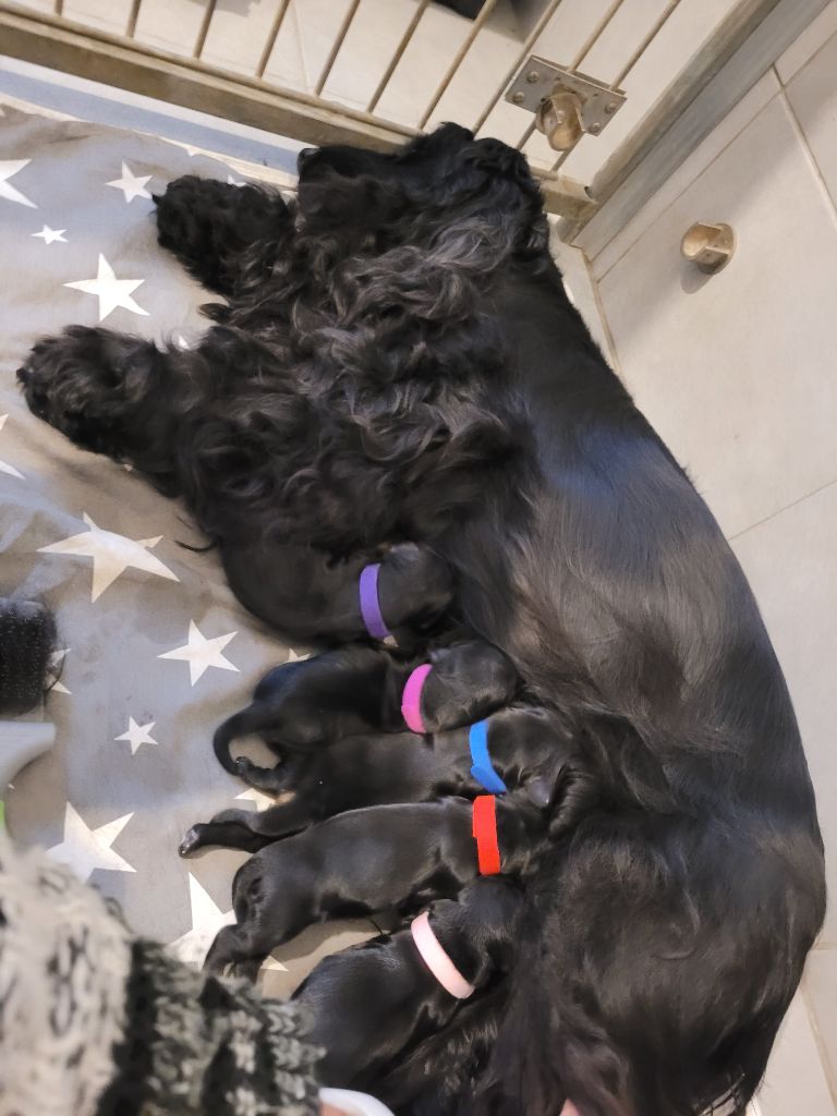 De L'Etoile Fortifiée - Cocker Spaniel Anglais - Portée née le 19/09/2022