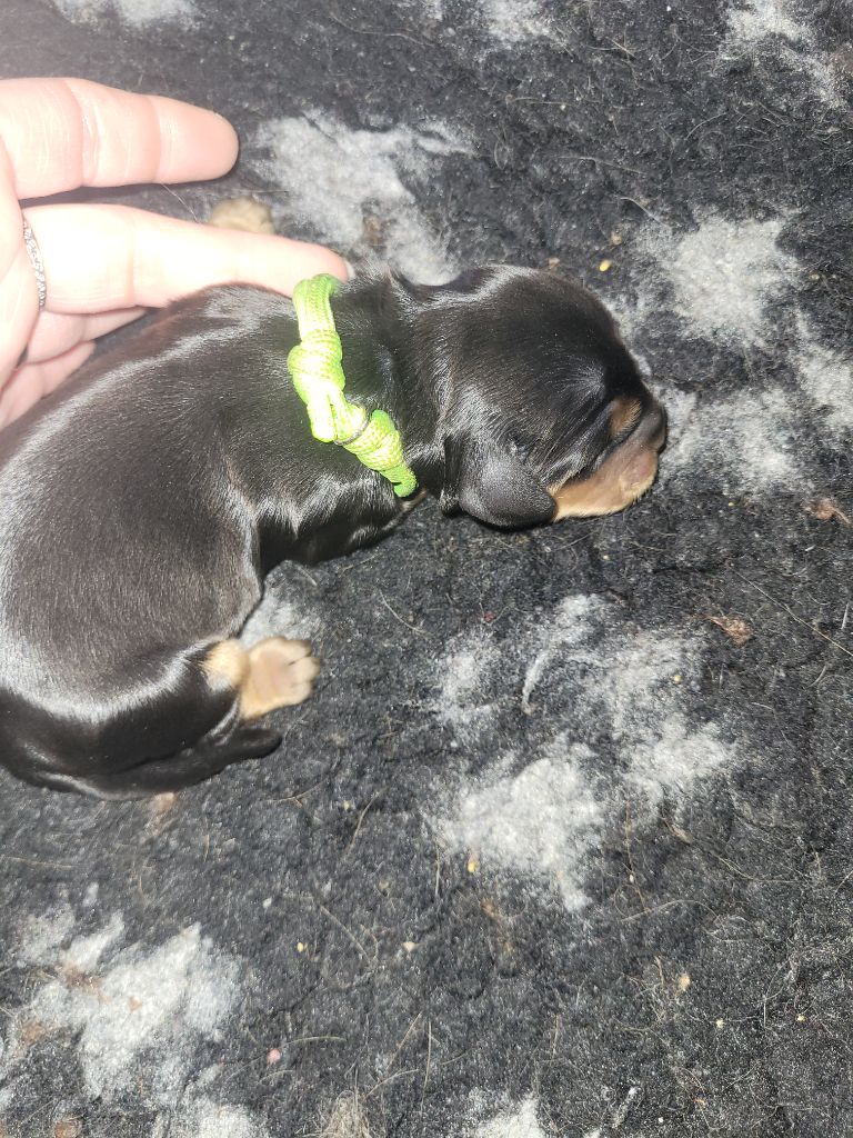 De L'Etoile Fortifiée - Chiots disponibles - Cocker Spaniel Anglais