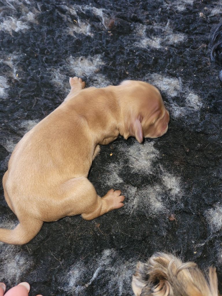 De L'Etoile Fortifiée - Chiots disponibles - Cocker Spaniel Anglais