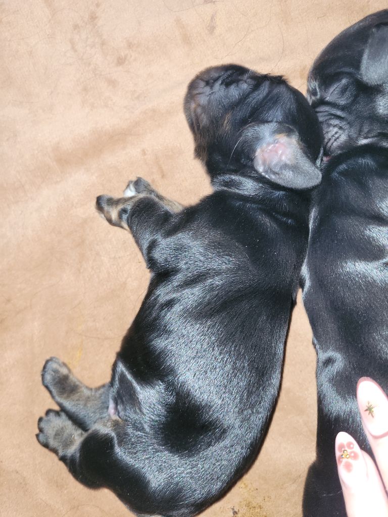 De L'Etoile Fortifiée - Chiots disponibles - Cocker Spaniel Anglais