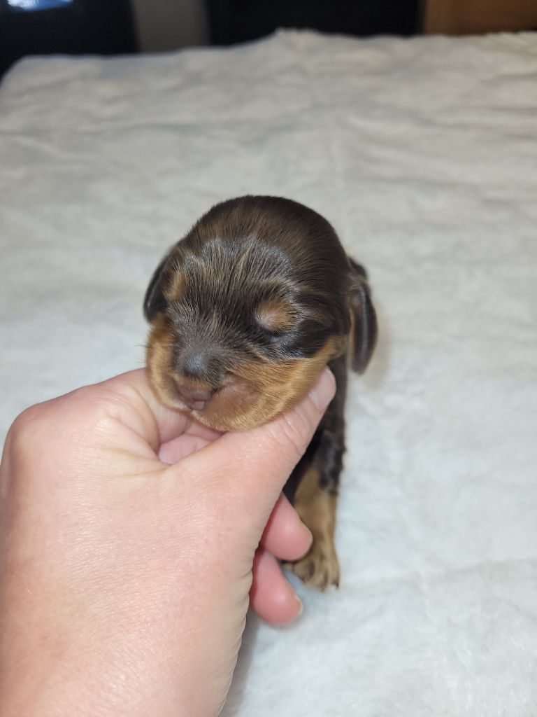 De L'Etoile Fortifiée - Chiots disponibles - Cocker Spaniel Anglais