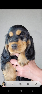 Bonnie
