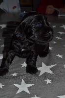 Sirius Black