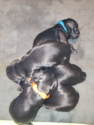 CHIOT