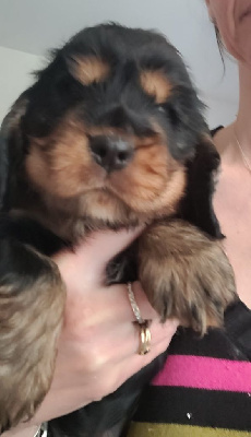 Vikie