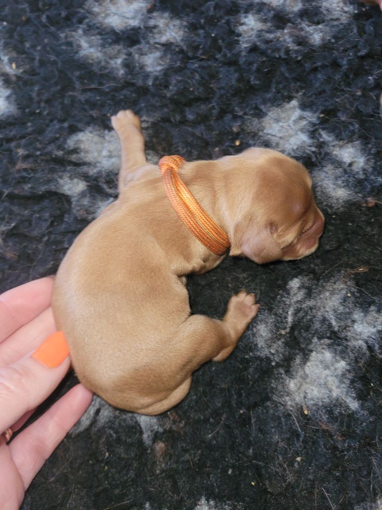 De L'Etoile Fortifiée - Chiots disponibles - Cocker Spaniel Anglais