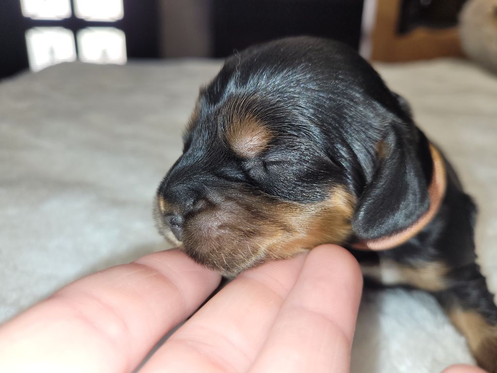 De L'Etoile Fortifiée - Chiots disponibles - Cocker Spaniel Anglais