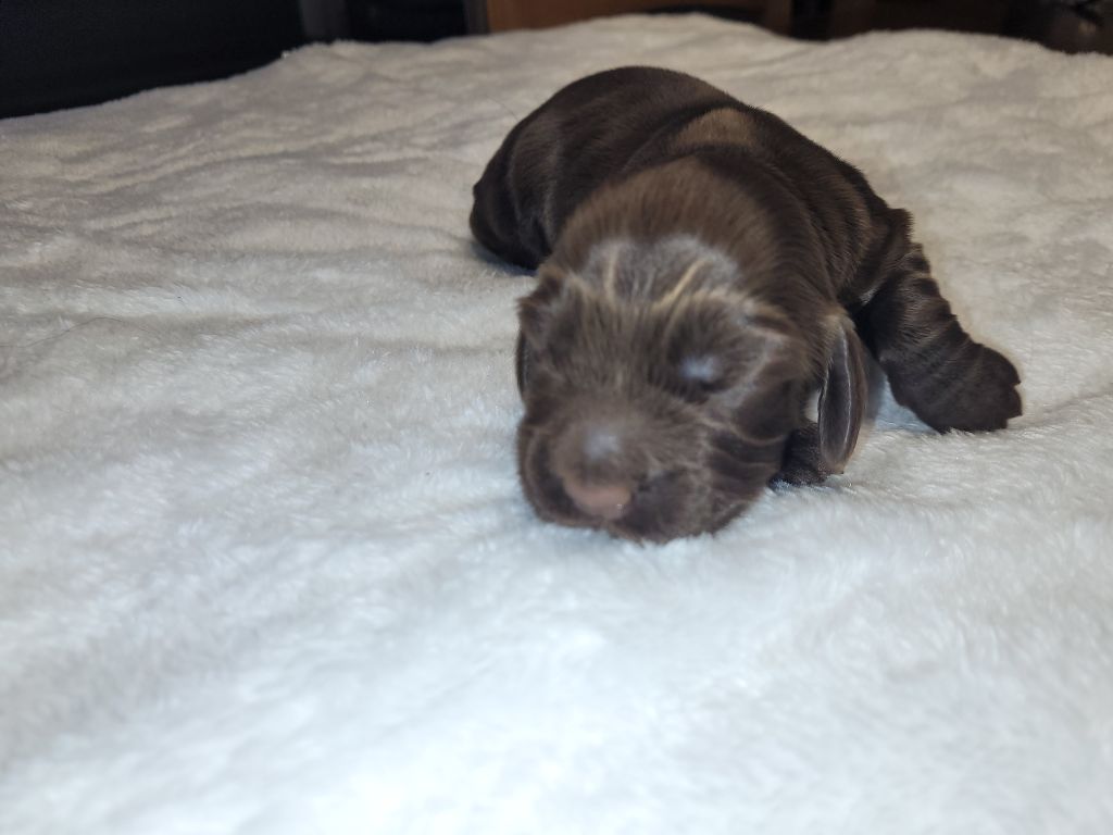 De L'Etoile Fortifiée - Chiots disponibles - Cocker Spaniel Anglais