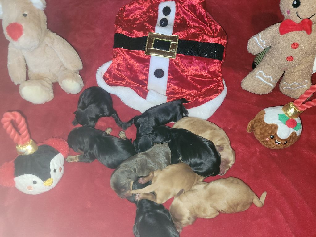 De L'Etoile Fortifiée - Cocker Spaniel Anglais - Portée née le 23/10/2025