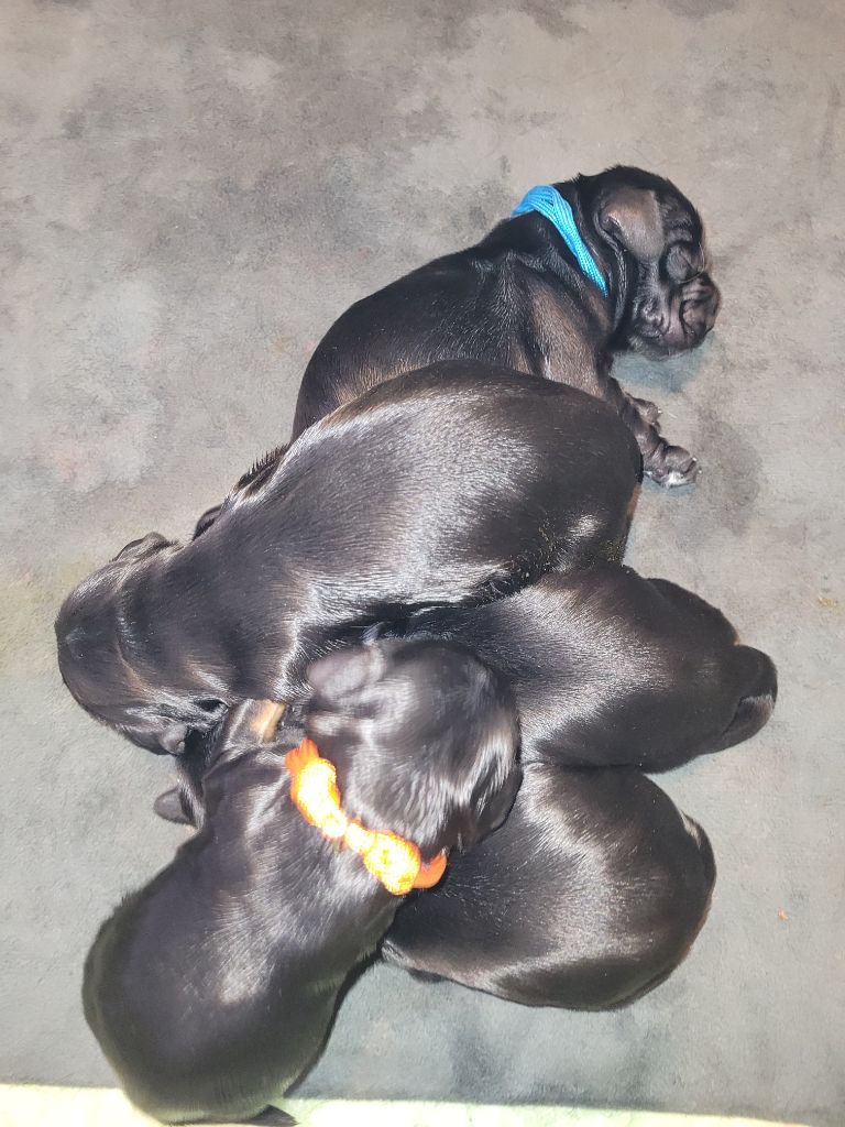 De L'Etoile Fortifiée - Chiots disponibles - Cocker Spaniel Anglais