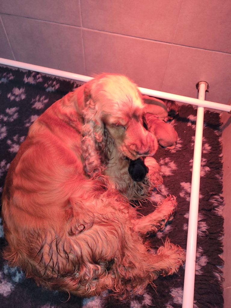 De L'Etoile Fortifiée - Cocker Spaniel Anglais - Portée née le 09/05/2023